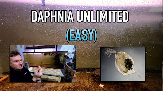 How I Raise Daphnia Water Fleas And You Can Too [upl. by Imyaj236]