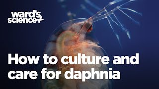 Caring and Culturing for Daphnia [upl. by Uaerraj]