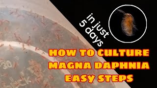 How to Culture Magna Daphnia Easily [upl. by Blancha]