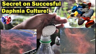 How to Culture Daphnia Successfully [upl. by Rovner782]