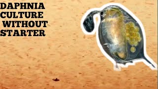 HOW TO CULTURE DAPHNIA NATURALLY WITHOUT A STARTER [upl. by Anitsyrk]