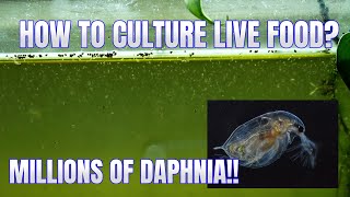 How to Culture Daphnia Secret Method to Breed MILLIONS  Simply Aquatic [upl. by Thoma151]