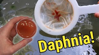 How I Culture Daphnia In Outdoor Tubs [upl. by Yenwat805]