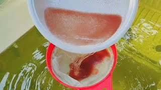 How to culture daphnia  Daphnia culture  How to grow daphnia outdoor [upl. by Oilcareh]