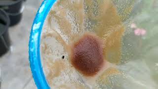 How to culture daphnia moina in a small container Part 1 English Subtitle [upl. by Burta360]