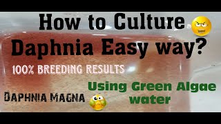 Daphnia MagnaHow to Culture Daphnia Easy wayCulturing Daphnia using Green water Daphnia [upl. by Eibrab84]