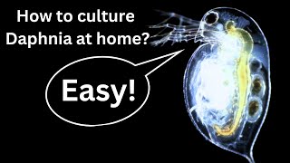 BEST Live Fish Food Beginner guide How to Culture Daphnia at home [upl. by Lanti965]