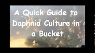 How to culture daphnia outside [upl. by Adiene]