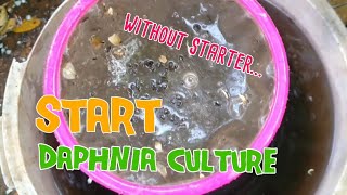 How to culture daphnia moina the easy way 1  Starting the Daphnia culture [upl. by Cornew]