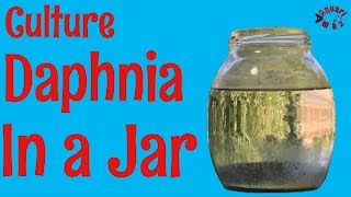 How to Culture Daphnia in a Jar [upl. by Afinom]