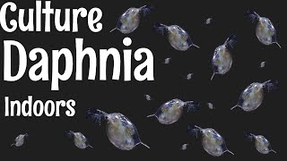 How to Culture Daphnia [upl. by Ravens632]