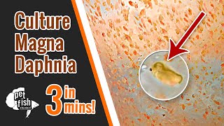 How to culture DAPHNIA MAGNA  The easy way [upl. by Vevina]