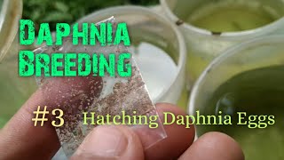 Daphnia Culture made simple and easy 3  Hatching Daphnia eggs [upl. by Honeyman]