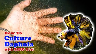 How to Culture Daphnia with ZERO Cost  Unlimited Live Food For Our Fish [upl. by Perice409]