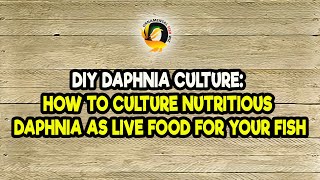 DIY Daphnia Culture How to Culture Nutritious Daphnia as Live Food for Your Fish [upl. by Esinal296]