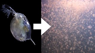 How I Culture Daphnia [upl. by Nnywg]