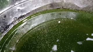 DAPHNIA MOINA CULTURE IN A SMALL BUCKET [upl. by Leduar780]