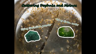 How To Culture Daphnia and Moinas using Green Water Spirulina powder [upl. by Esinad]