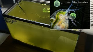 Raising Daphnia for the Freshwater Aquarium [upl. by Femi]