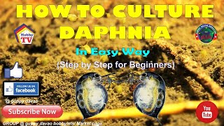 HOW TO CULTURE DAPHNIA In Easy Way [upl. by Blanche]